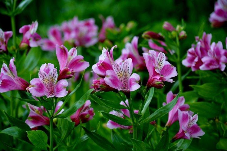 Alstroemeria - photo