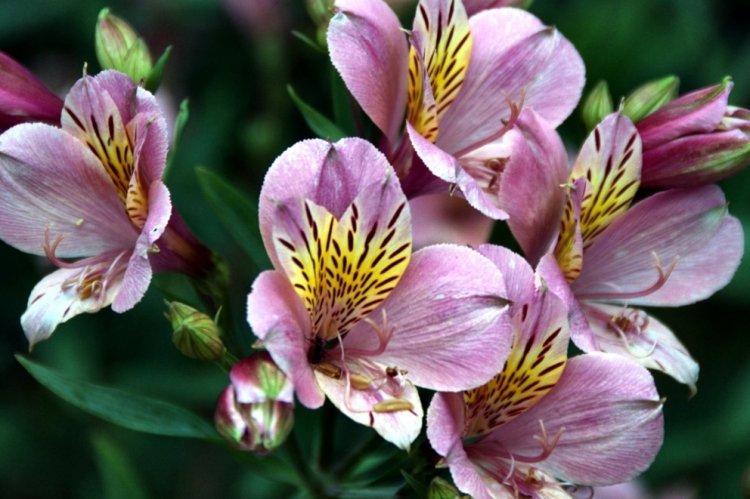 Alstroemeria - photo