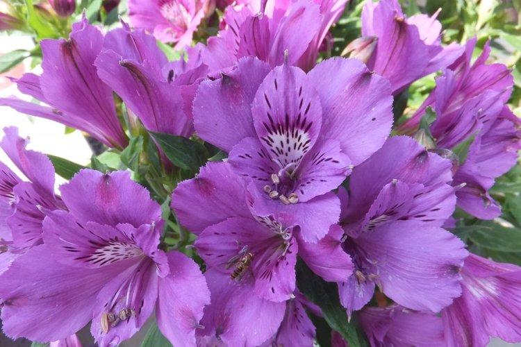 Alstroemeria - photo