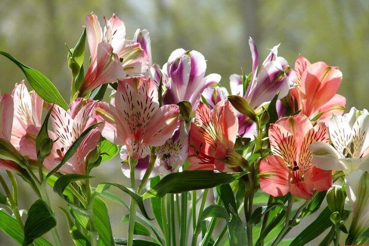 Alstroemeria - photo
