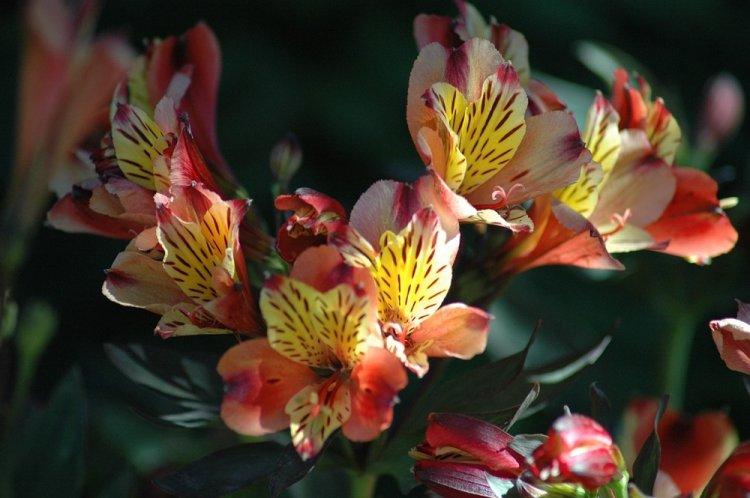 Alstroemeria - photo