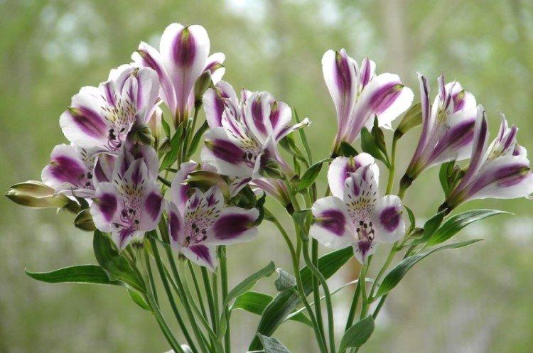 Alstroemeria - photo