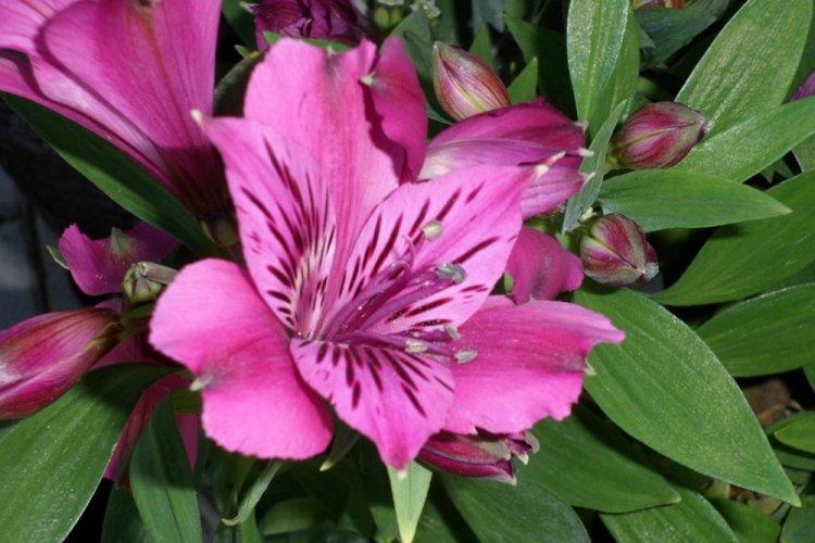 Alstroemeria - photo