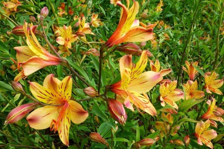 Alstroemeria - photo