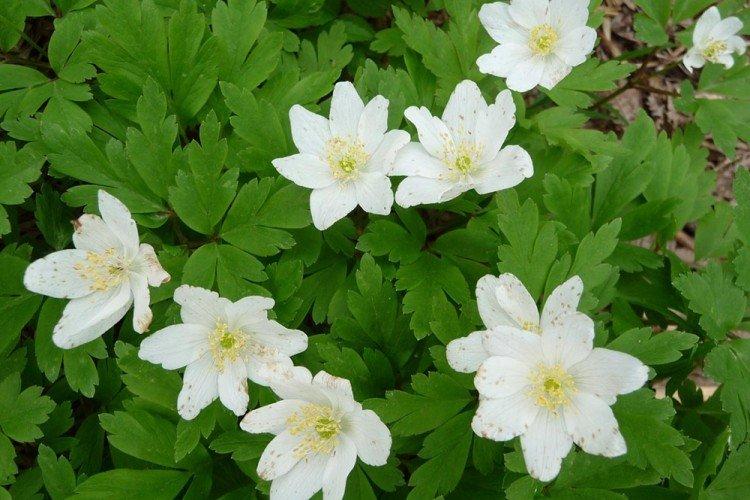 Chêne anémone - Types d'anémones