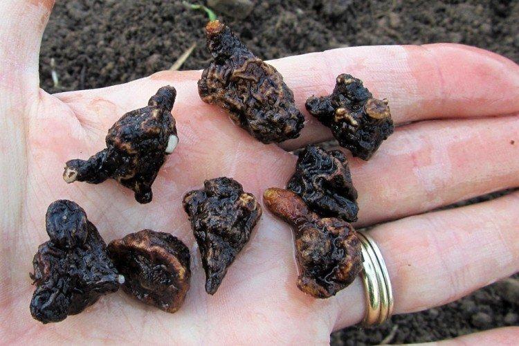 Hivernage - Prendre soin des anémones