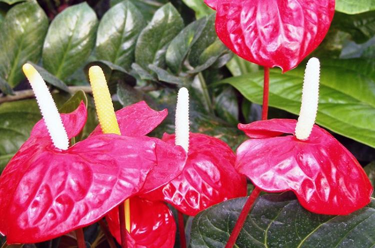 Anthurium Andre - Types d'anthurium
