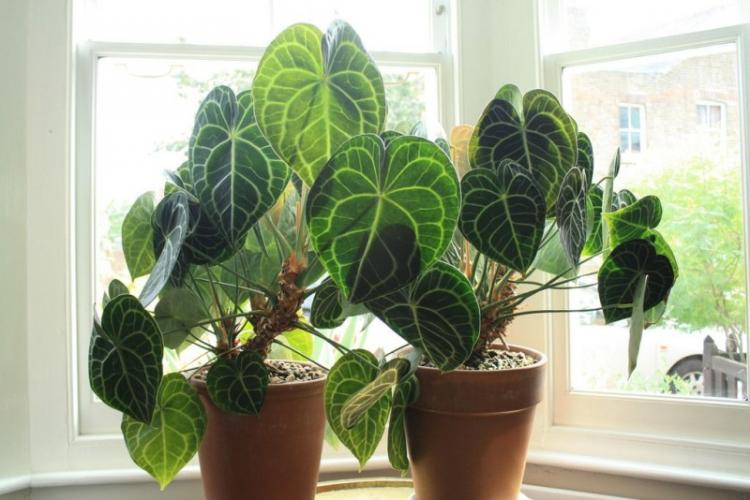 Anthurium clair dentelé - Types d'anthurium