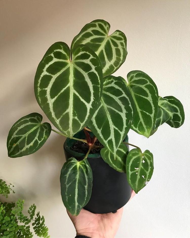 Anthurium en cristal - Types d'anthurium