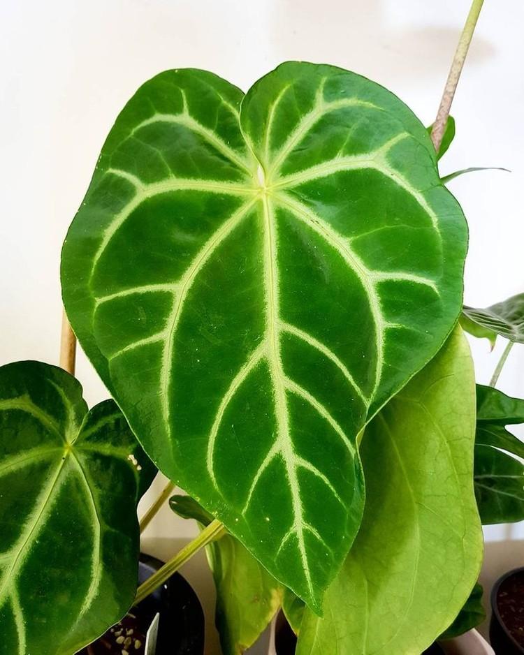 Anthurium magnifique - Types d'anthurium