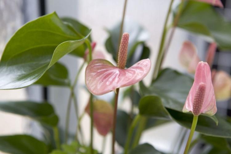 Eclairage - Entretien Anthurium