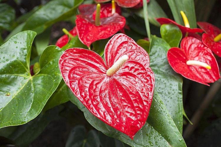 Arrosage - Anthurium Care