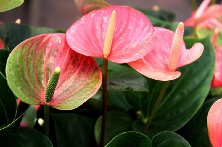 Arrosage - Anthurium Care