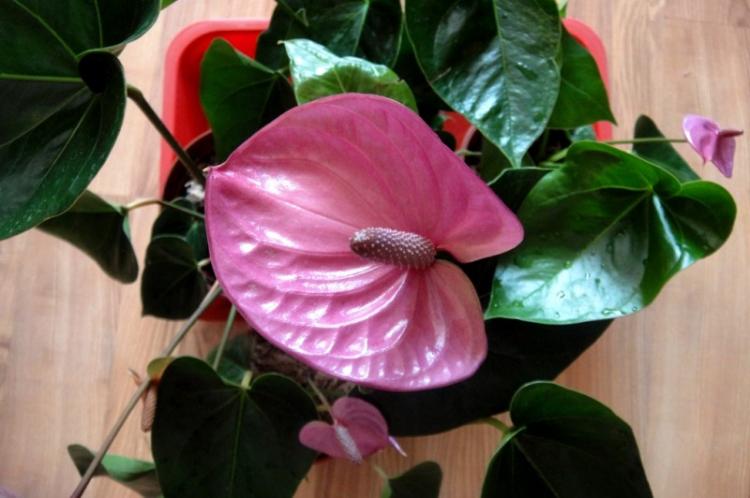 Plantation et reproduction de l'anthurium