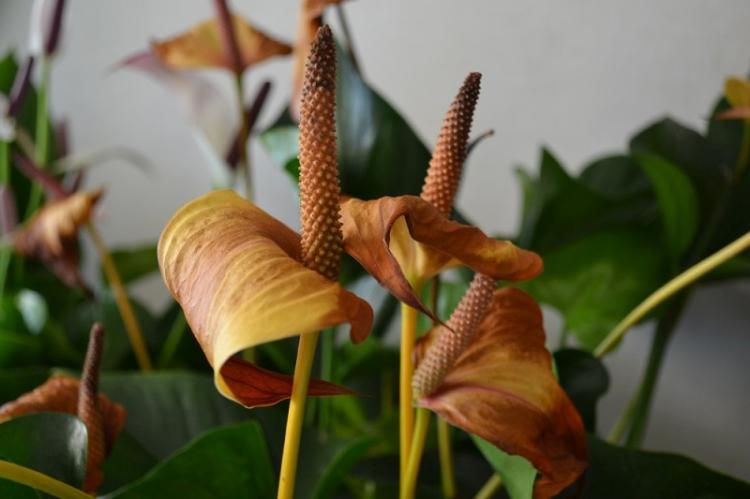 Lutte contre les parasites et les maladies - Anthurium