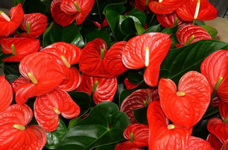 Anthurium - photo