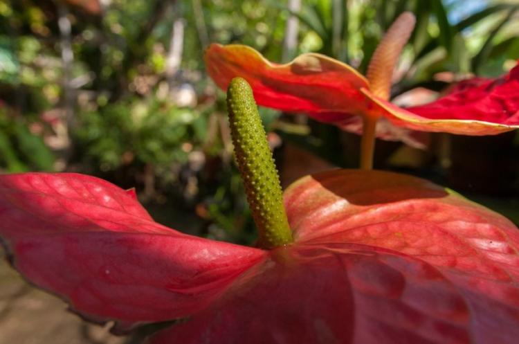 Anthurium - photo