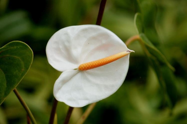 Anthurium - photo