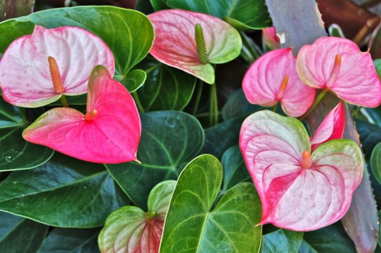 Anthurium - photo