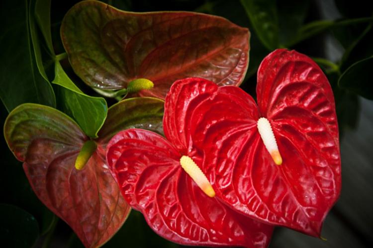 Anthurium - photo