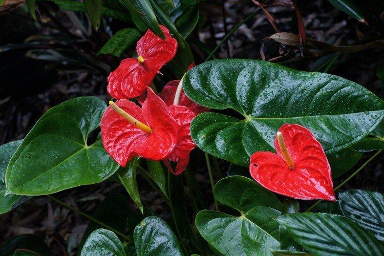 Arrosage et pulvérisation - Anthurium home care