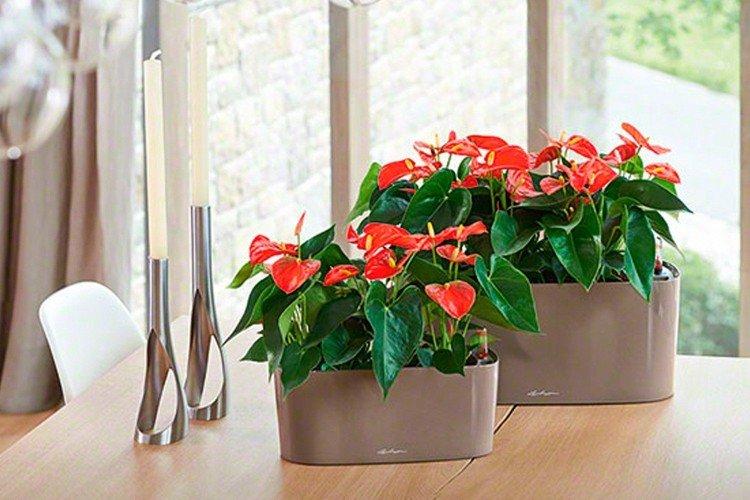 Engrais et alimentation - Anthurium home care