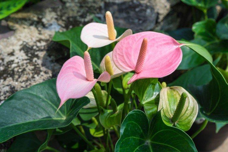 Soins à domicile Anthurium