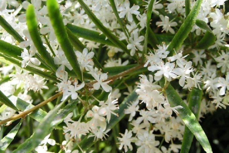 Asperge faucille - Espèces d'asperges