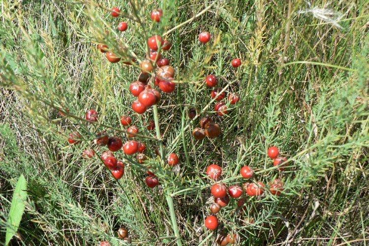 Asperges médicinales - Espèces d'asperges