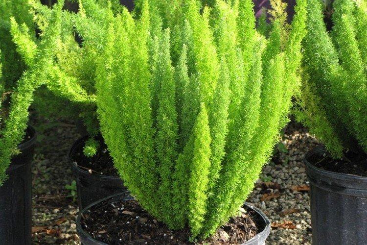 Asperges Meyer - Espèces d'asperges