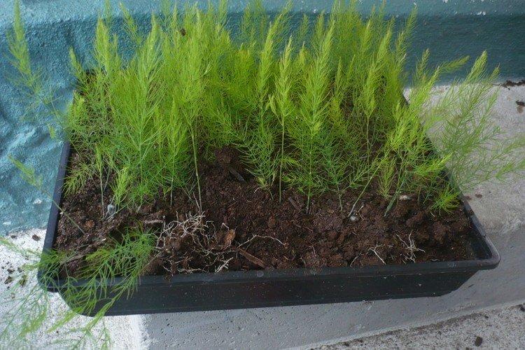 Transplantation et reproduction - Soins des asperges