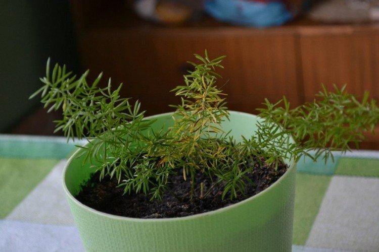 Lutte contre les parasites et les maladies - Asperges