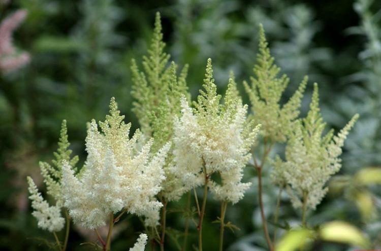 Caractéristiques générales - Astilba