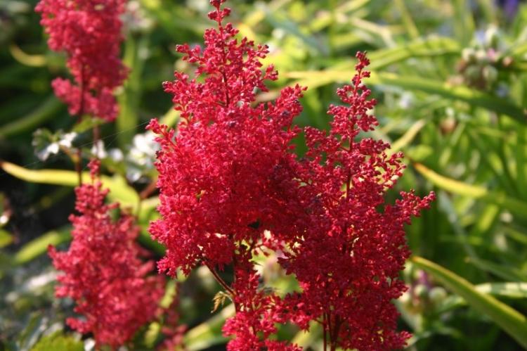 Historique de distribution - Astilba