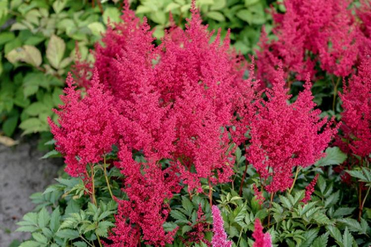 Astilba japonais - Types d'Astilba
