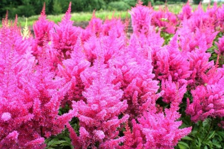 Astilba japonais - Types d'Astilba