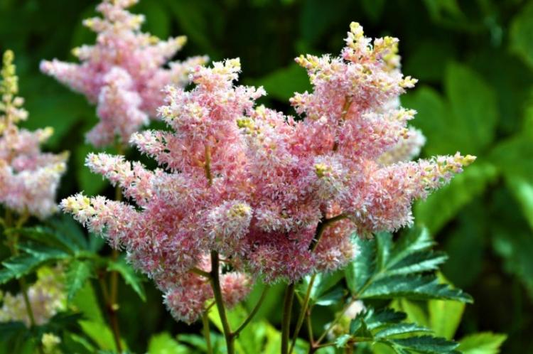 Arrosage - Astilba Care