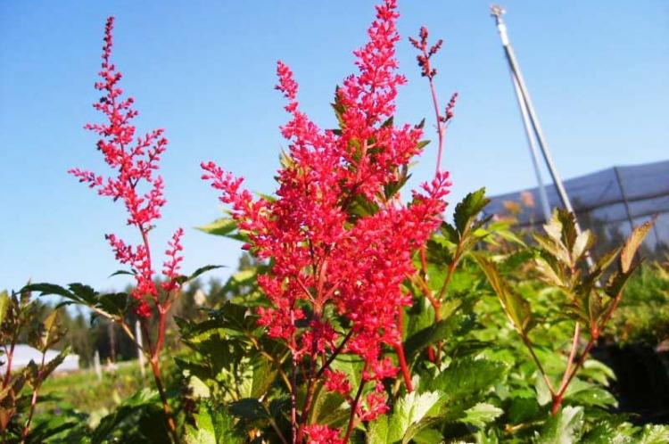 Engrais et fertilisation - Astilba care