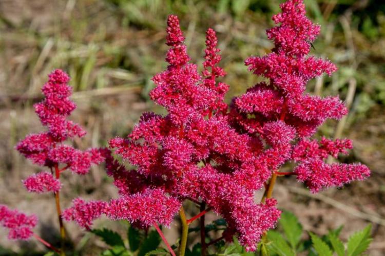 Taille - Astilba Care