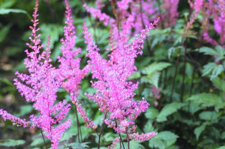 Astilba - photo