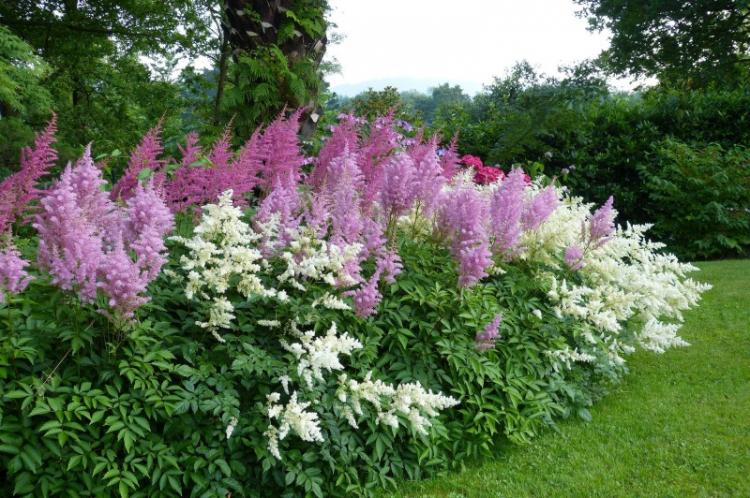 Astilba - photo