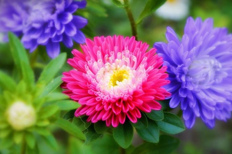 Asters (70 photos): types, culture et soins