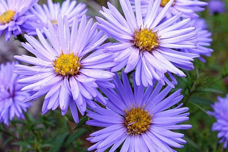 Astra Anders - Types d'asters