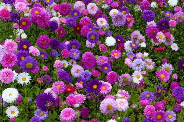 Température - Aster Care