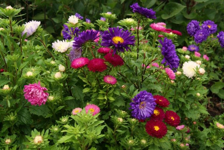 Arrosage - Soin des Asters