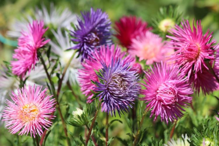 Planter et élever des asters