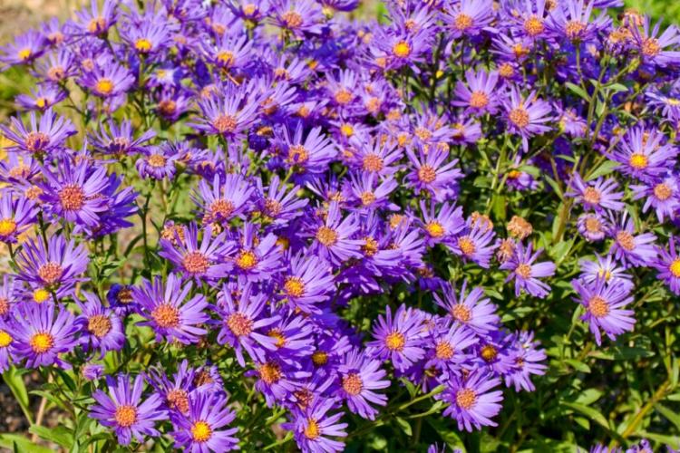 Asters - photo