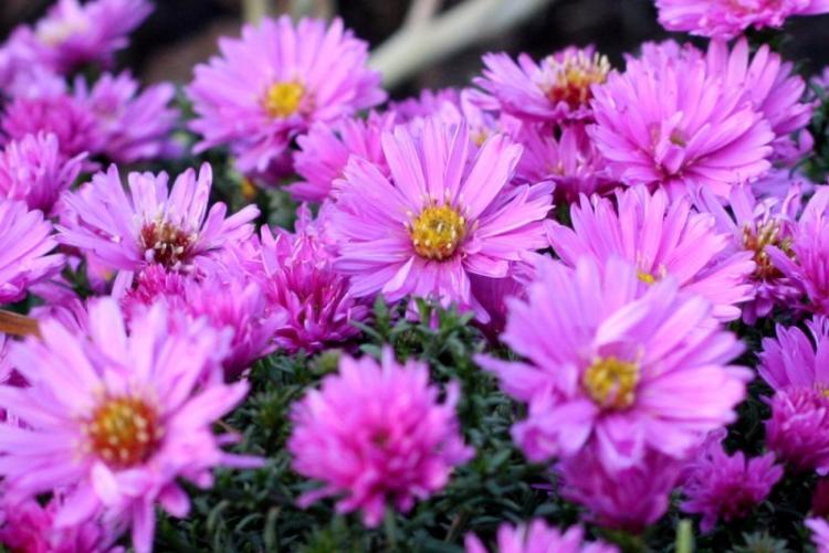Asters - photo