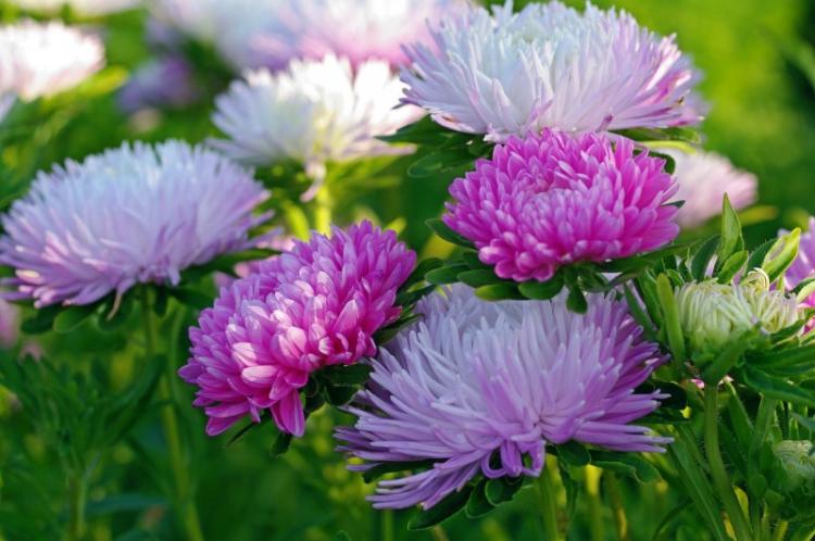 Asters - photo