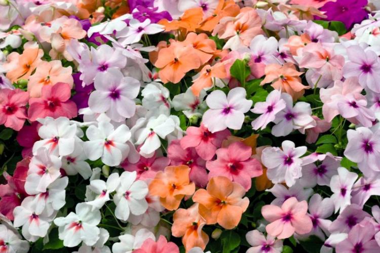 Baume de Waller - Types de baume